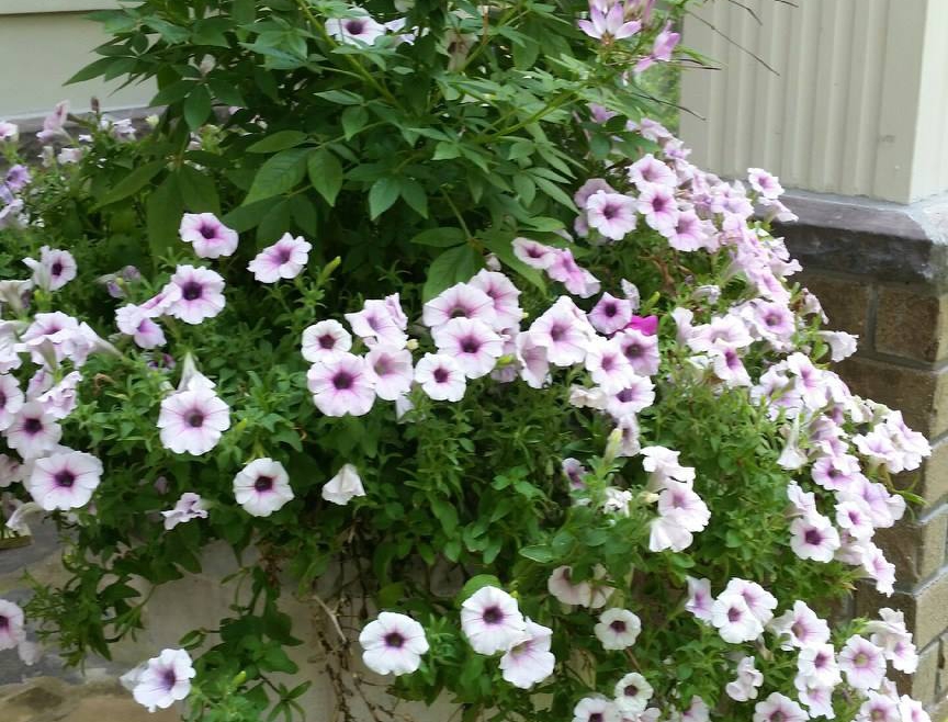 Planters – The Landscaper’s Most Versatile Accessory