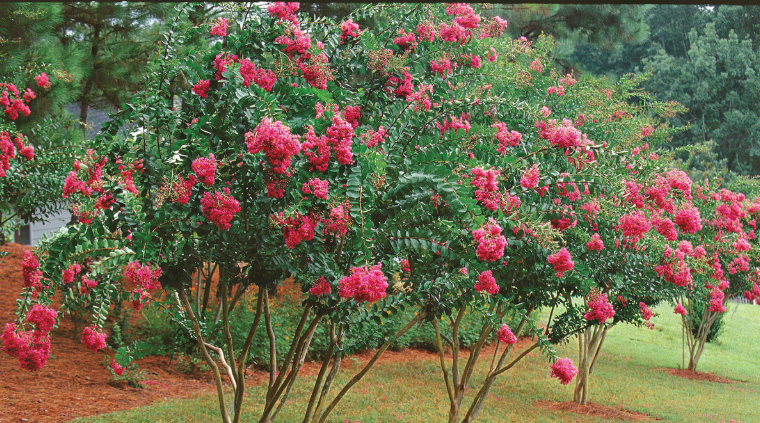 Stop! Don’t Chop Crepe Myrtles!